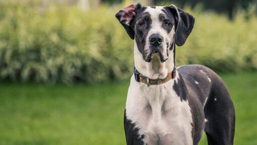 Great dane dog breeders best sale near me